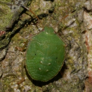 Cuspicona simplex at WendyM's farm at Freshwater Ck. - 8 Jan 2023 08:25 AM