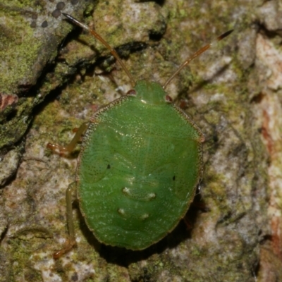 Unidentified Shield, Stink or Jewel Bug (Pentatomoidea) at Freshwater Creek, VIC - 7 Jan 2023 by WendyEM