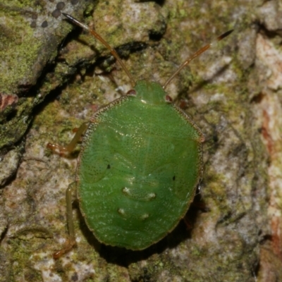 Cuspicona simplex (Green potato bug) at WendyM's farm at Freshwater Ck. - 7 Jan 2023 by WendyEM