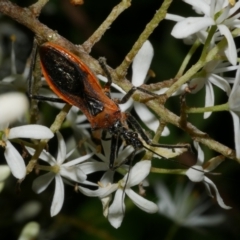 Gminatus australis (Orange assassin bug) at WendyM's farm at Freshwater Ck. - 8 Jan 2023 by WendyEM