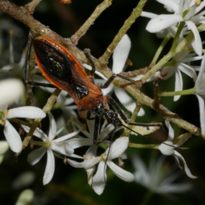 Gminatus australis (Orange assassin bug) at Freshwater Creek, VIC - 8 Jan 2023 by WendyEM