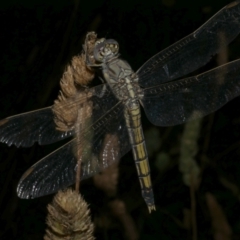 Orthetrum caledonicum (Blue Skimmer) at WendyM's farm at Freshwater Ck. - 8 Jan 2023 by WendyEM