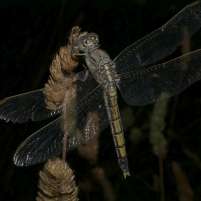 Orthetrum caledonicum at Freshwater Creek, VIC - 8 Jan 2023 by WendyEM