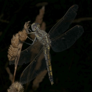 Orthetrum caledonicum at WendyM's farm at Freshwater Ck. - 8 Jan 2023 09:49 PM