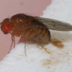 Drosophila sp. (genus) (Fruit Fly) at WendyM's farm at Freshwater Ck. - 9 Jan 2023 by WendyEM