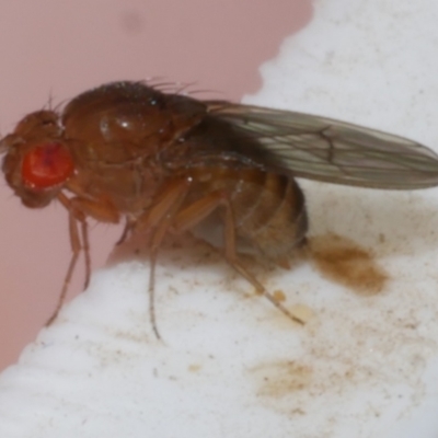 Drosophila sp. (genus) at Freshwater Creek, VIC - 8 Jan 2023 by WendyEM