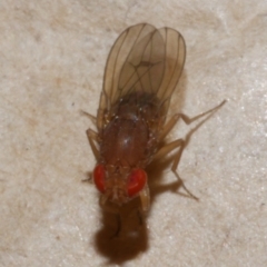 Drosophila sp. (genus) at WendyM's farm at Freshwater Ck. - 9 Jan 2023 09:52 AM