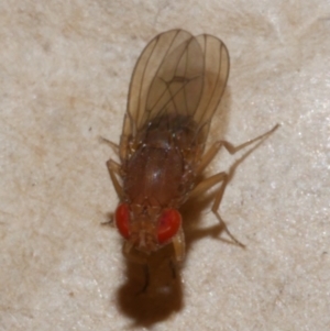 Drosophila sp. (genus) at WendyM's farm at Freshwater Ck. - 9 Jan 2023 09:52 AM