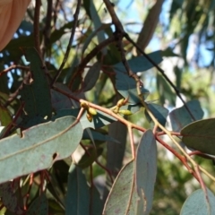 Eucalyptus bridgesiana (Apple Box) at Souths TSR on Mountain Ash Road - 18 Jun 2024 by RobG1
