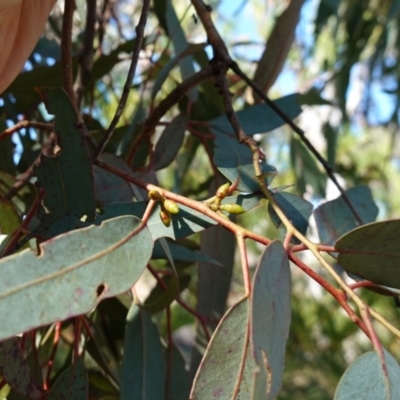 Eucalyptus bridgesiana (Apple Box) at Souths TSR on Mountain Ash Road - 18 Jun 2024 by RobG1