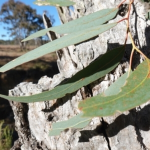 Eucalyptus bridgesiana at Souths TSR on Mountain Ash Road - 18 Jun 2024