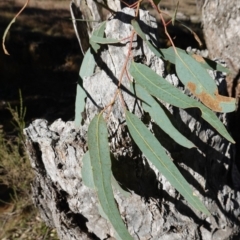 Eucalyptus bridgesiana at Souths TSR on Mountain Ash Road - 18 Jun 2024