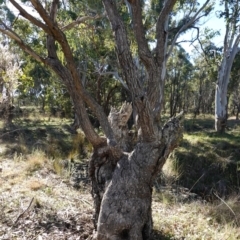 Eucalyptus bridgesiana at Souths TSR on Mountain Ash Road - 18 Jun 2024