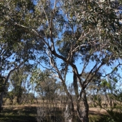 Eucalyptus bridgesiana at Souths TSR on Mountain Ash Road - 18 Jun 2024