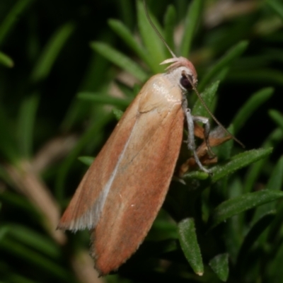 Eochrois dejunctella (A Concealer moth (Wingia Group)) at Freshwater Creek, VIC - 13 Jan 2023 by WendyEM