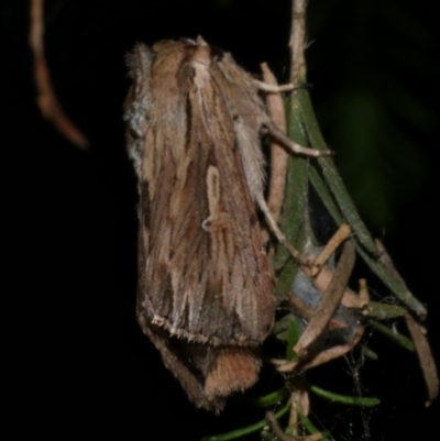 Persectania ewingii (Southern Armyworm) at Freshwater Creek, VIC - 13 Jan 2023 by WendyEM