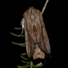 Persectania ewingii at WendyM's farm at Freshwater Ck. - 13 Jan 2023