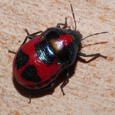 Choerocoris paganus (Ground shield bug) at Freshwater Creek, VIC - 18 Jan 2023 by WendyEM