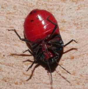 Choerocoris paganus at WendyM's farm at Freshwater Ck. - 18 Jan 2023 07:06 PM