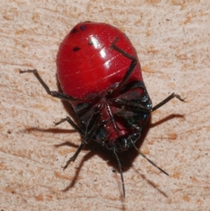 Choerocoris paganus at WendyM's farm at Freshwater Ck. - 18 Jan 2023