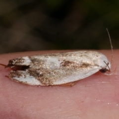 Plectophila discalis at WendyM's farm at Freshwater Ck. - 20 Jan 2023