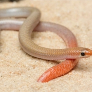 Aprasia inaurita at Wyperfeld National Park - 14 Dec 2017