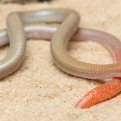 Aprasia inaurita at Wyperfeld National Park - 14 Dec 2017