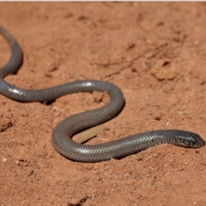 Delma australis at Pooginook, SA - 3 Oct 2011 12:00 PM