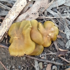 Cortinarius austrovenetus (Green Skinhead) at Ainslie volcanic grassland - 19 Jun 2024 by annmhare