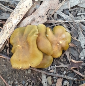 Cortinarius austrovenetus at Reid, ACT - 20 Jun 2024