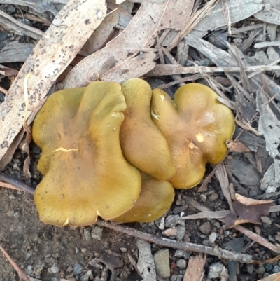 Cortinarius austrovenetus (Green Skinhead) at Ainslie volcanic grassland - 19 Jun 2024 by annmhare