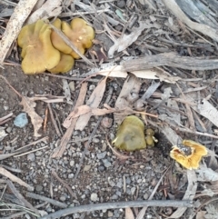 Cortinarius austrovenetus at Reid, ACT - 20 Jun 2024 08:13 AM