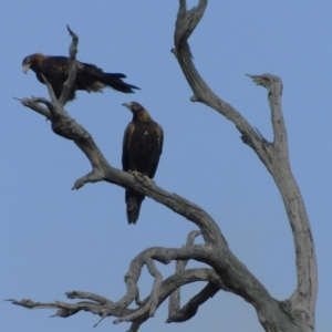 Aquila audax at Symonston, ACT - 20 Jun 2024 09:56 AM