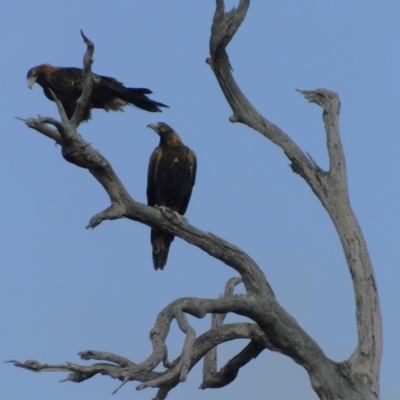 Aquila audax (Wedge-tailed Eagle) at Symonston, ACT - 20 Jun 2024 by CallumBraeRuralProperty