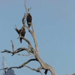 Aquila audax at Symonston, ACT - 20 Jun 2024