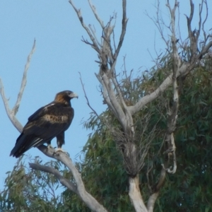 Aquila audax at Symonston, ACT - 20 Jun 2024 09:56 AM