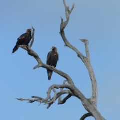 Aquila audax at Symonston, ACT - 20 Jun 2024