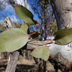 Eucalyptus amplifolia subsp. amplifolia (Cabbage Gum) at Goulburn Mulwaree Council - 18 Jun 2024 by RobG1