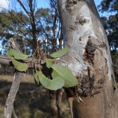 Eucalyptus amplifolia subsp. amplifolia at Souths TSR on Mountain Ash Road - 18 Jun 2024 12:06 PM