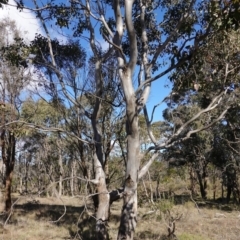 Eucalyptus amplifolia subsp. amplifolia at Souths TSR on Mountain Ash Road - 18 Jun 2024 12:06 PM