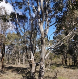 Eucalyptus amplifolia subsp. amplifolia at Souths TSR on Mountain Ash Road - 18 Jun 2024 12:06 PM