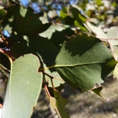 Eucalyptus amplifolia subsp. amplifolia at Souths TSR on Mountain Ash Road - 18 Jun 2024