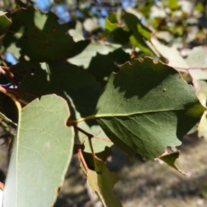 Eucalyptus amplifolia subsp. amplifolia at Souths TSR on Mountain Ash Road - 18 Jun 2024 12:06 PM