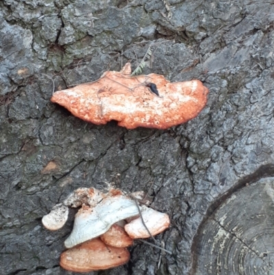 Trametes coccinea (Scarlet Bracket) at Campbell, ACT - 25 May 2024 by annmhare