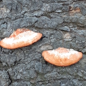 Trametes coccinea at Mount Ainslie - 26 May 2024