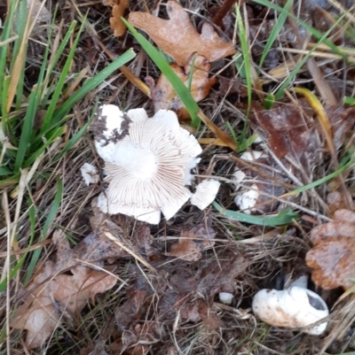 Unidentified Cap on a stem; gills below cap [mushrooms or mushroom-like] at Ainslie, ACT - 4 May 2024 by annmhare