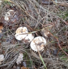 zz agaric (stem; gills white/cream) at Ainslie, ACT - 5 May 2024 08:39 AM