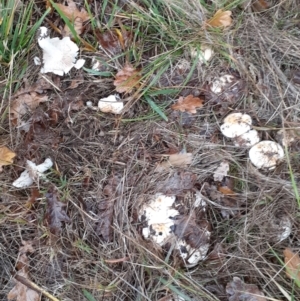 zz agaric (stem; gills white/cream) at Ainslie, ACT - 5 May 2024