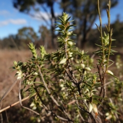 Melichrus urceolatus (Urn Heath) at Goulburn Mulwaree Council - 18 Jun 2024 by RobG1