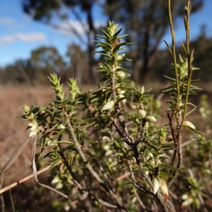 Melichrus urceolatus at Souths TSR on Mountain Ash Road - 18 Jun 2024 12:12 PM